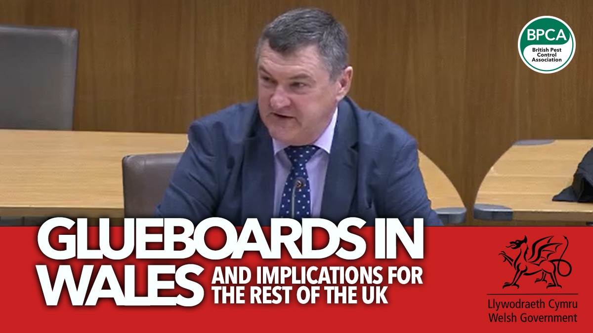 glueboardsinwales glueboardsinwales